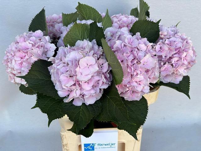 Hydrangea macrophylla 'Verena'