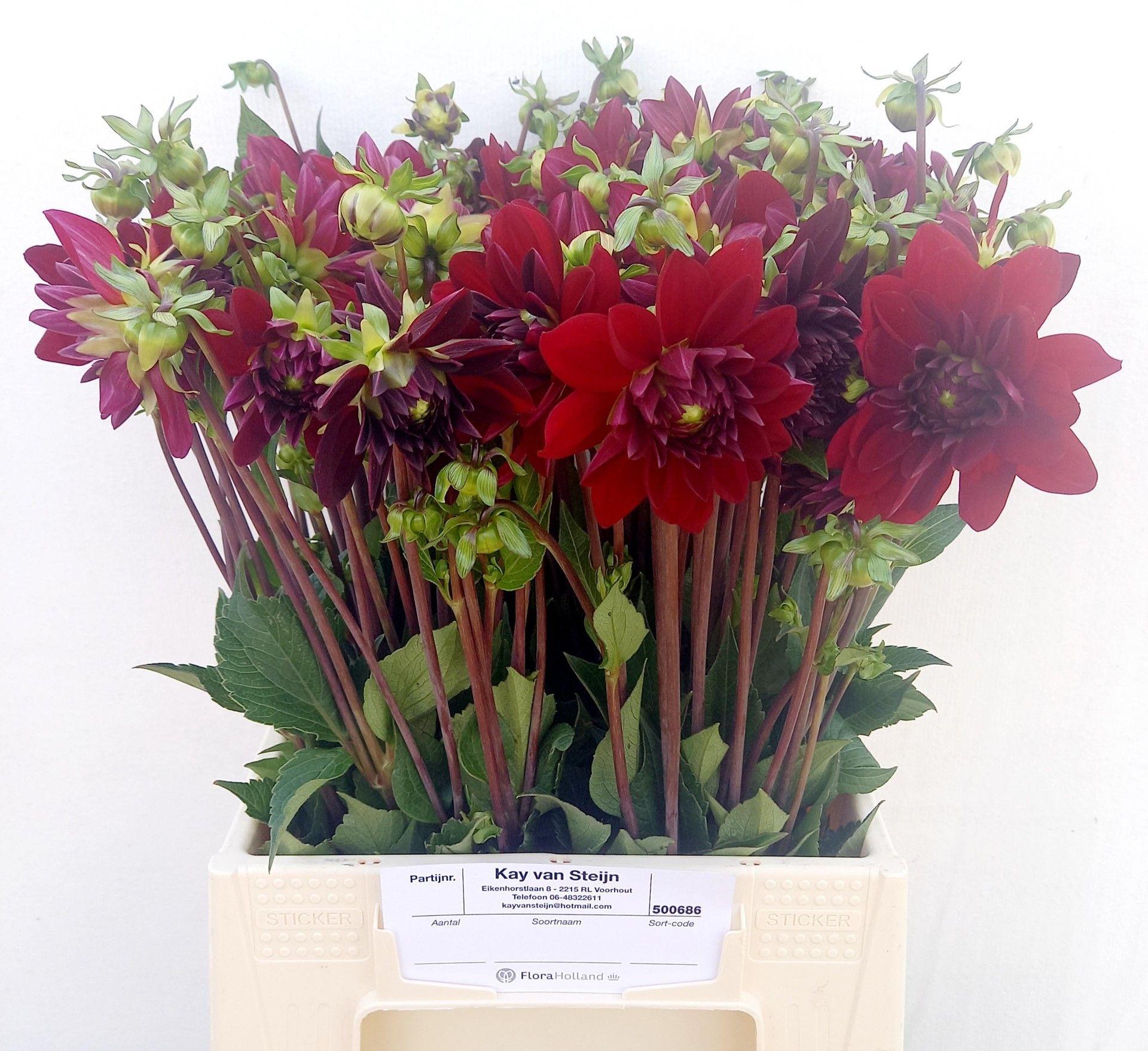 Dahlia (Decorative Grp) 'Arabian Night'
