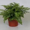 Asplenium Parvati