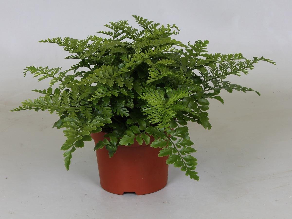 Asplenium Parvati
