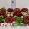 Sempervivum overig