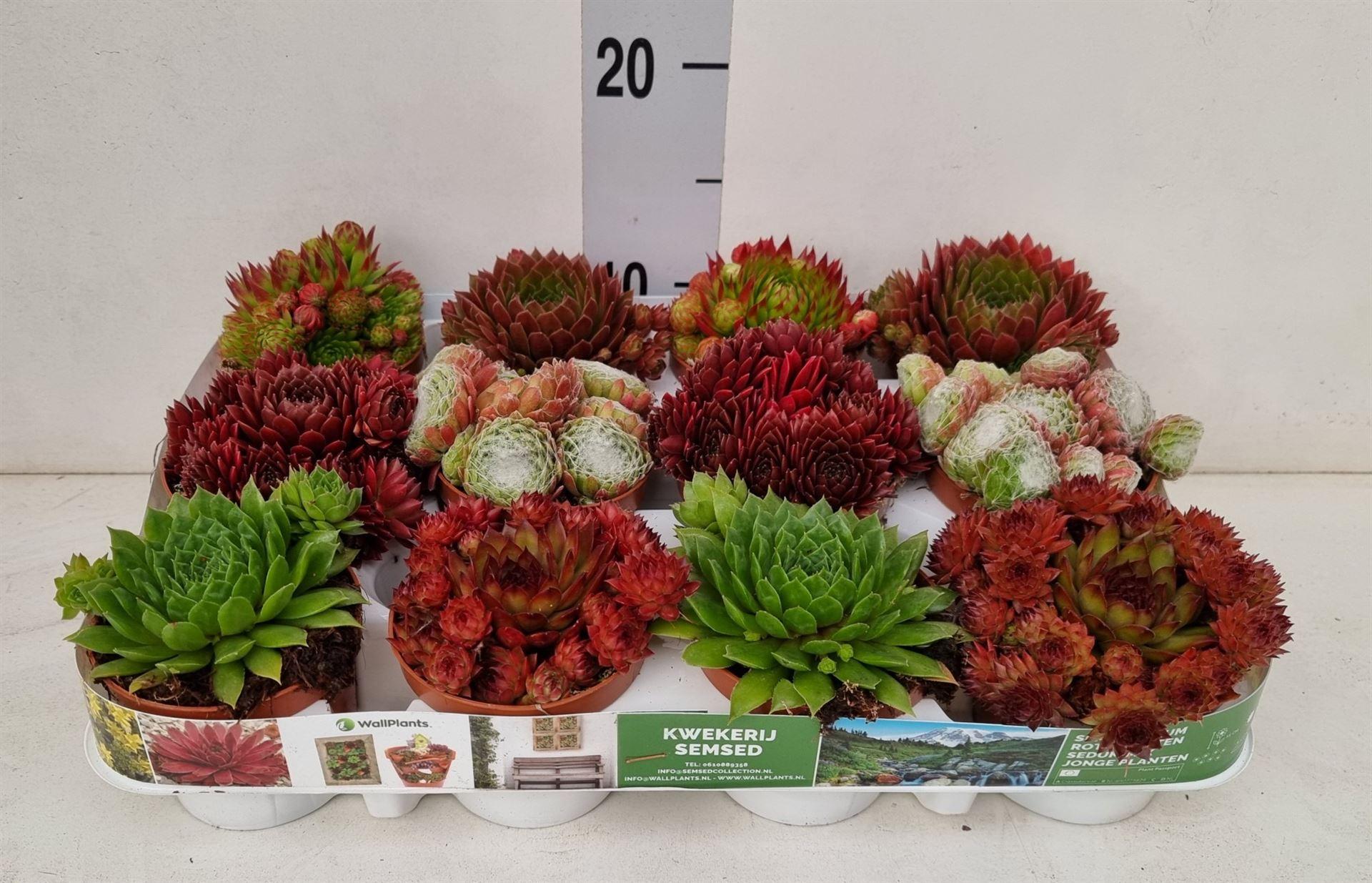 Sempervivum overig