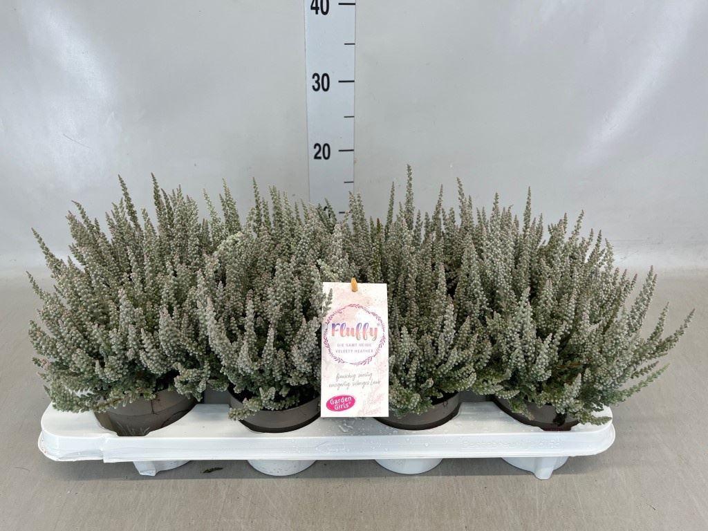 Calluna vulgaris Garden Girls Fluffy