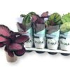 Calathea gemengd 5 soorten