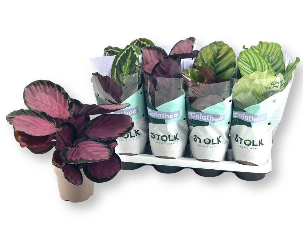 Calathea gemengd 5 soorten