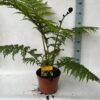 Cyathea cooperi