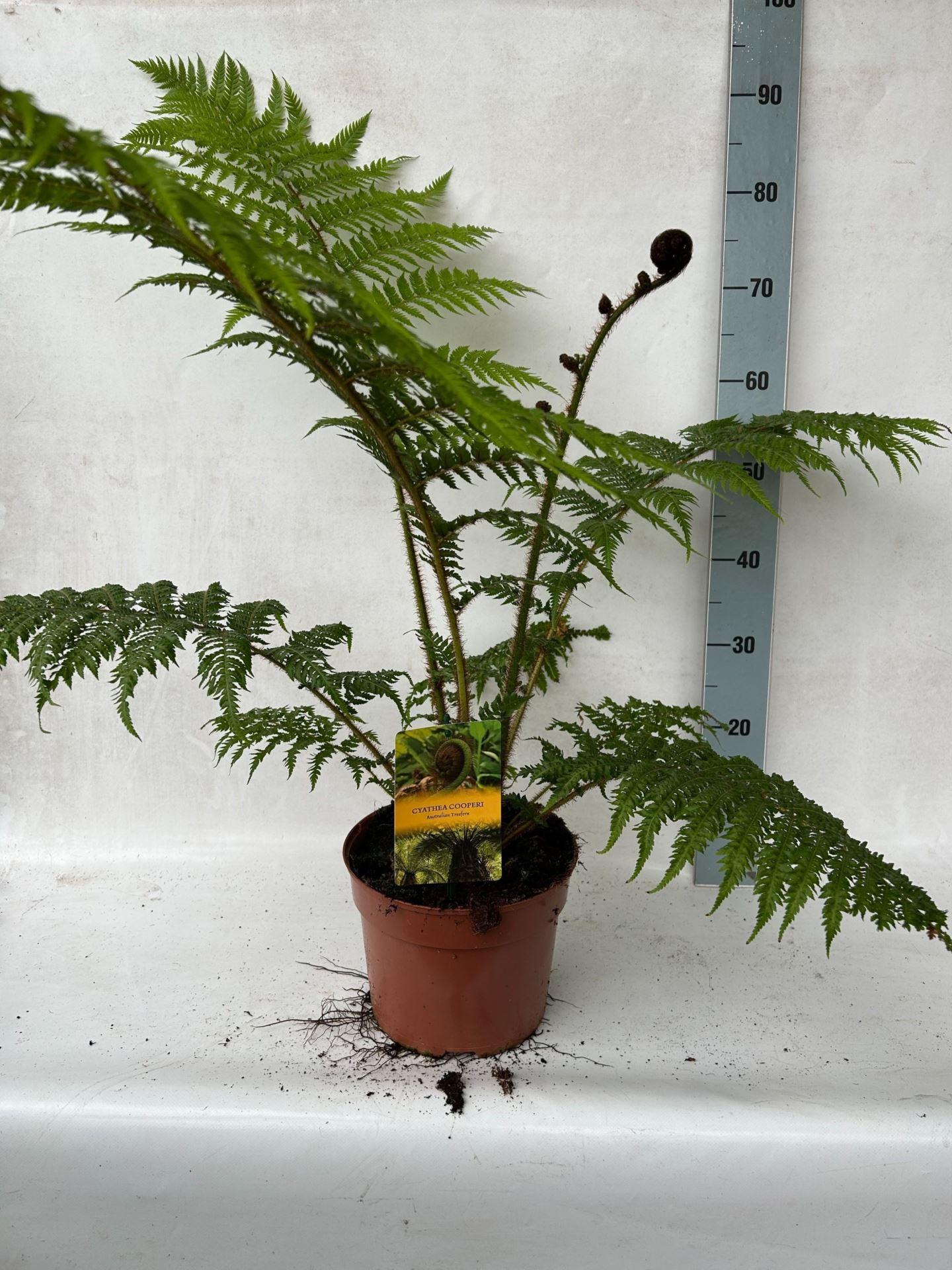 Cyathea cooperi