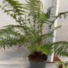 Dicksonia antarctica