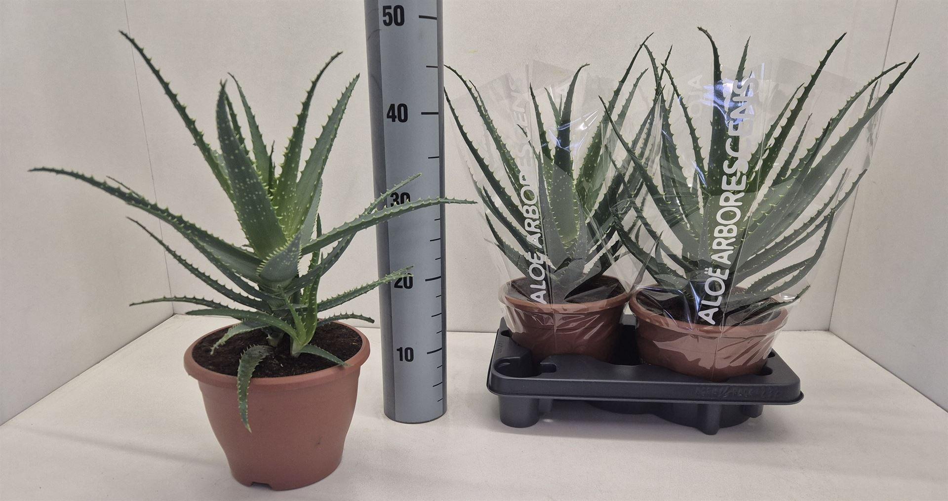 Aloe arborescens
