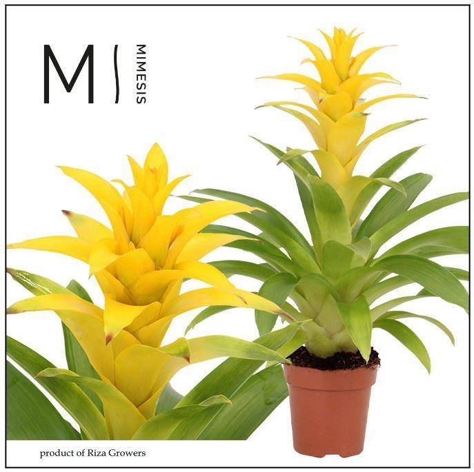 Guzmania Diana