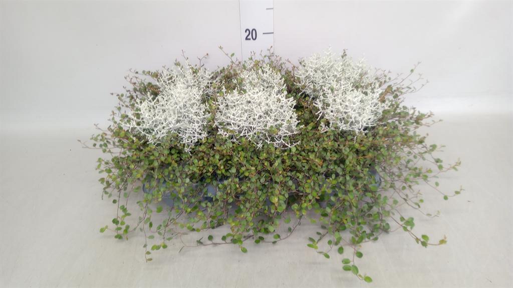 Leucophyta brownii