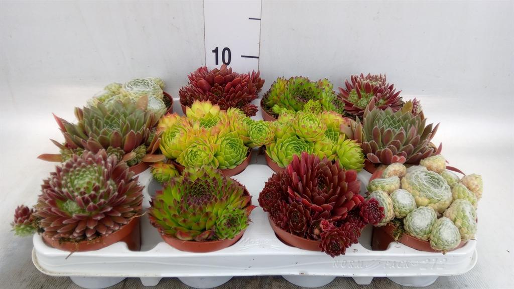 Sempervivum overig