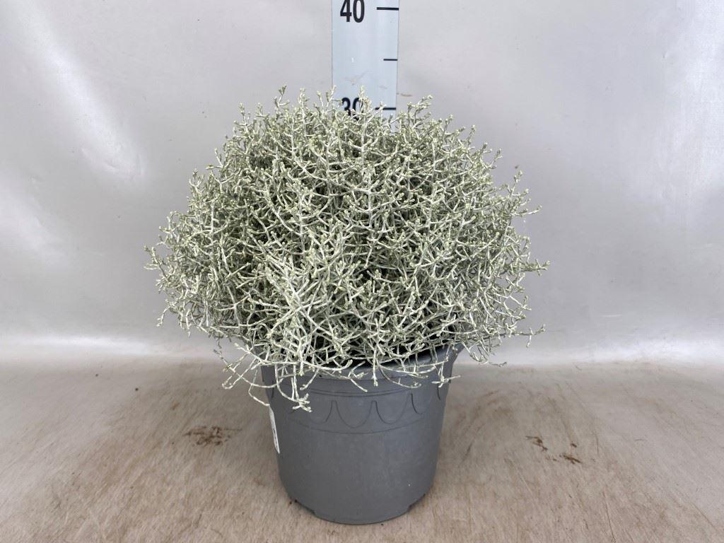 Leucophyta brownii