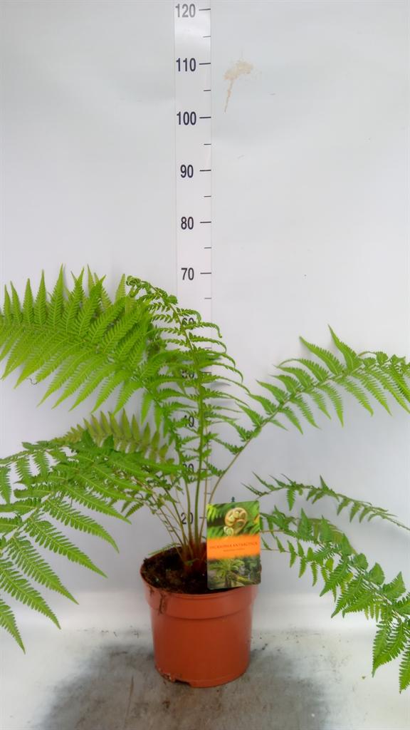 Dicksonia antarctica