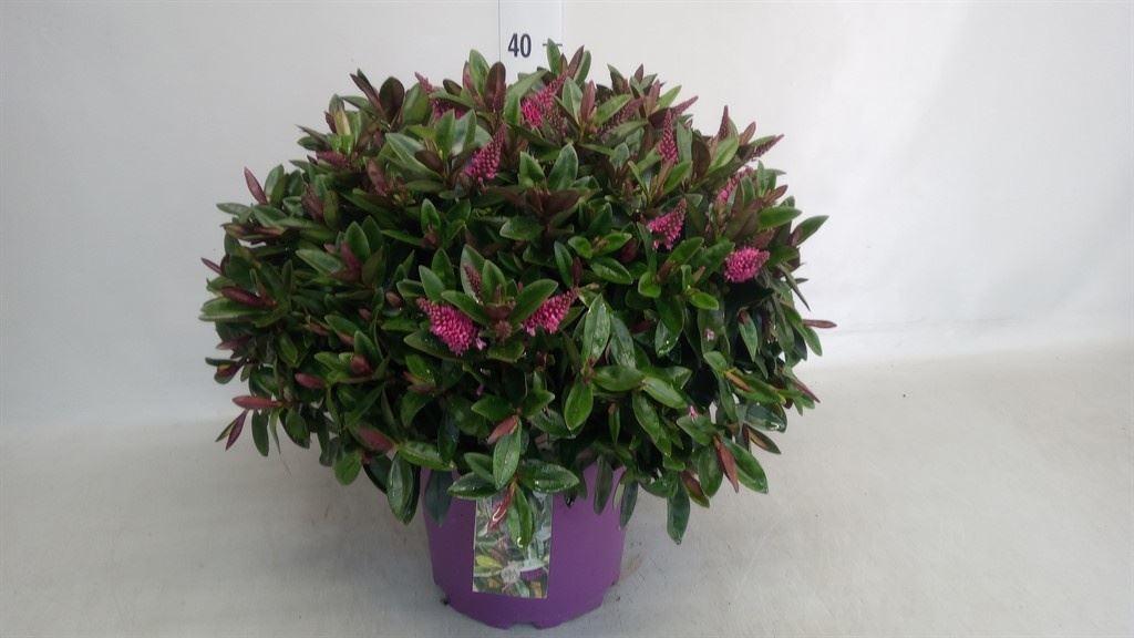 Hebe Timaru Soft Rose Kiwi