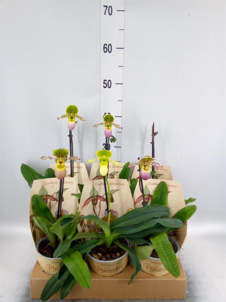 Paphiopedilum Multiflower gemengd