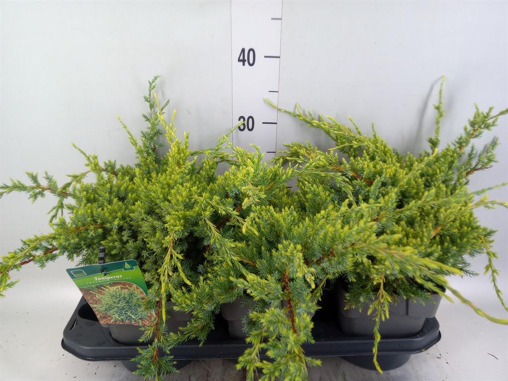 Juniperus squamata 'Holger'