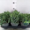 Juniperus squamata 'Blue Star'