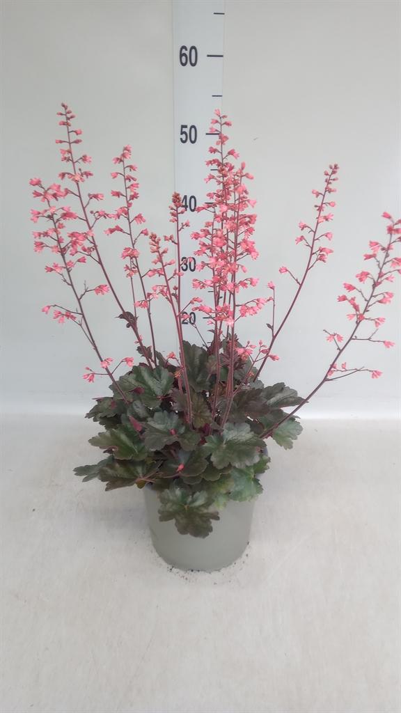 Heuchera americana