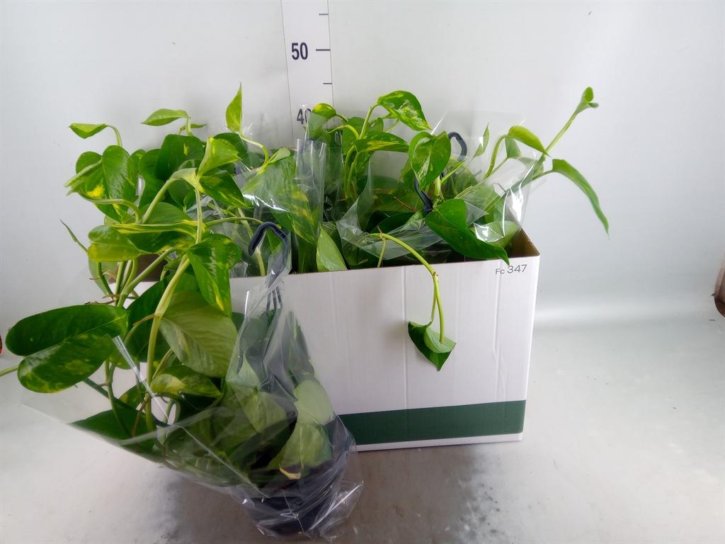 Epipremnum pinnatum hang