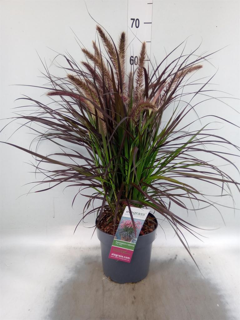 Pennisetum advena Tiny Tails