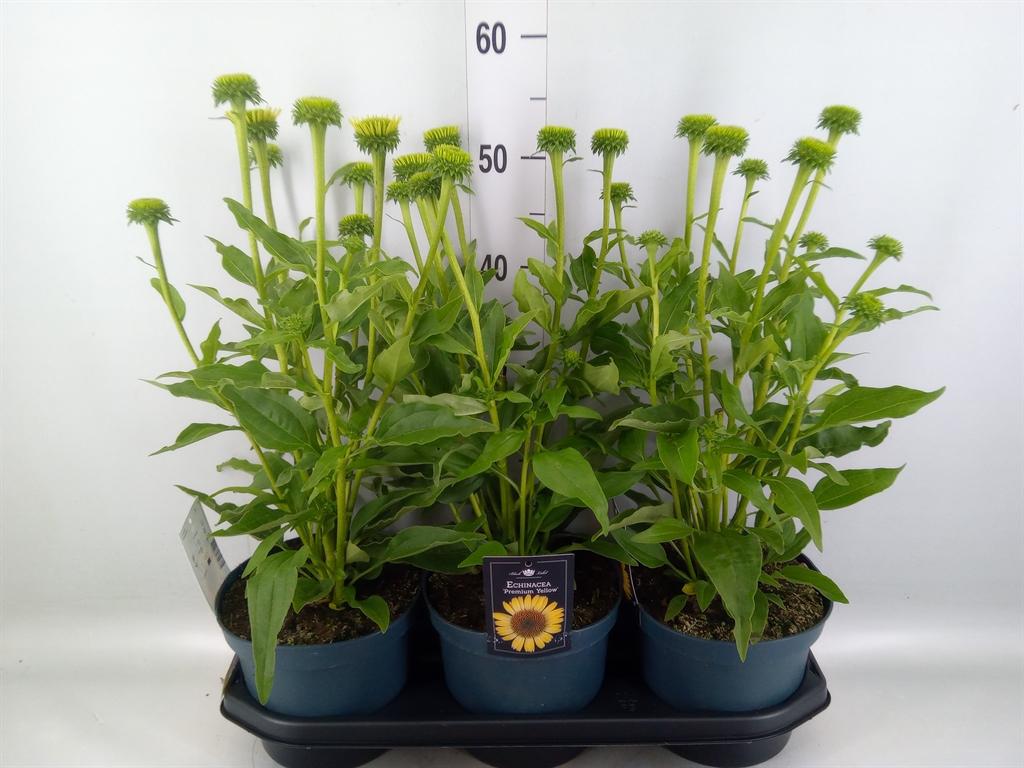 Echinacea Sombrero Lemon Yellow