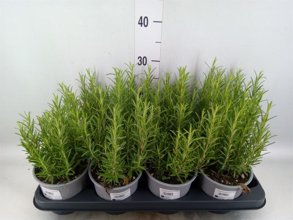 Rosmarinus officinalis overig