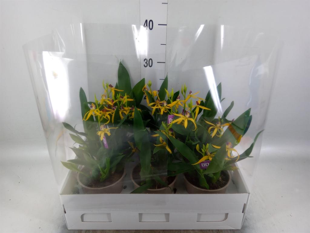 Orchideeën overig