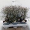 Corokia cotoneaster