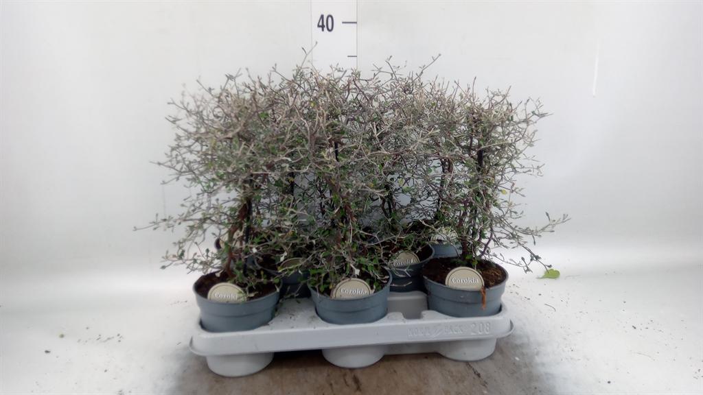 Corokia cotoneaster