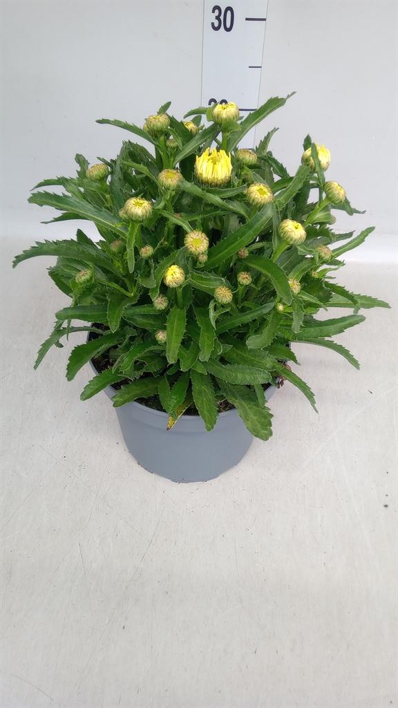 Leucanthemum (Superbum Grp) 'Banana Cream'