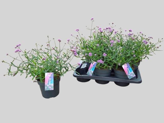 Verbena bonariensis