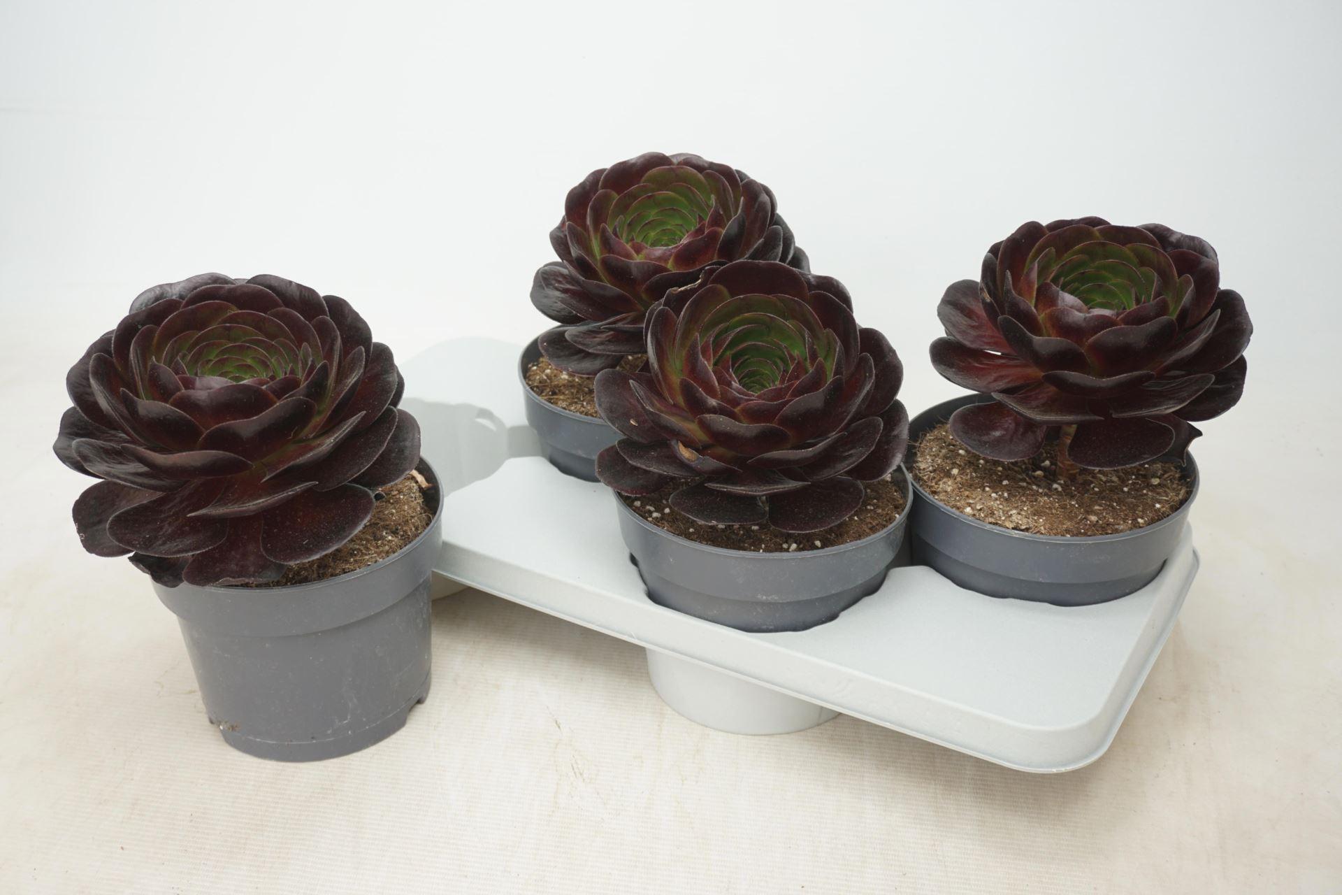 xSemponium 'Destiny'