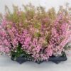 Erica (summer flowering) Heidi´s Gloria