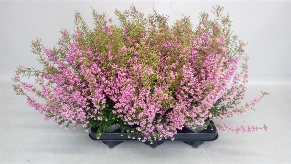 Erica (summer flowering) Heidi´s Gloria