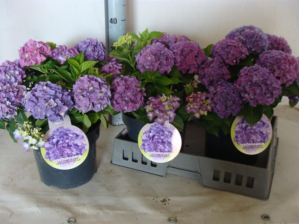Hydrangea macrophylla