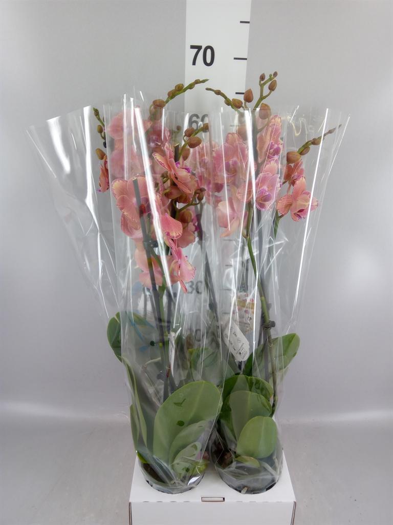 Phalaenopsis Floriclone Pirate Picotee