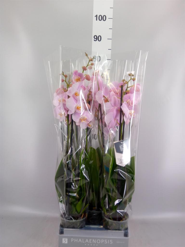 Phalaenopsis Rosion