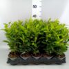 Laurus nobilis