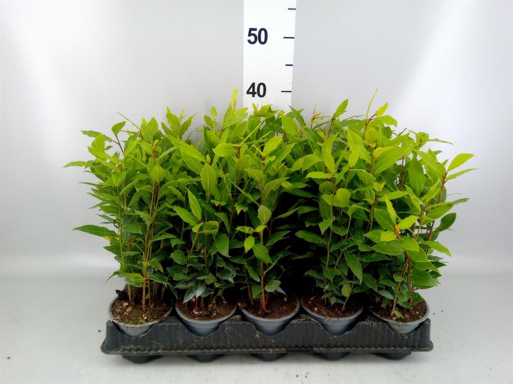 Laurus nobilis
