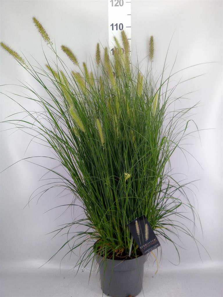 Pennisetum alopecuroides 'Hameln'
