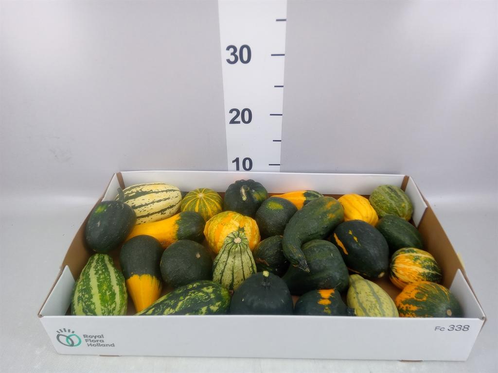 Cucurbita pepo Maya Mix