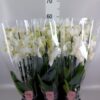 Phalaenopsis Anthura Inverness