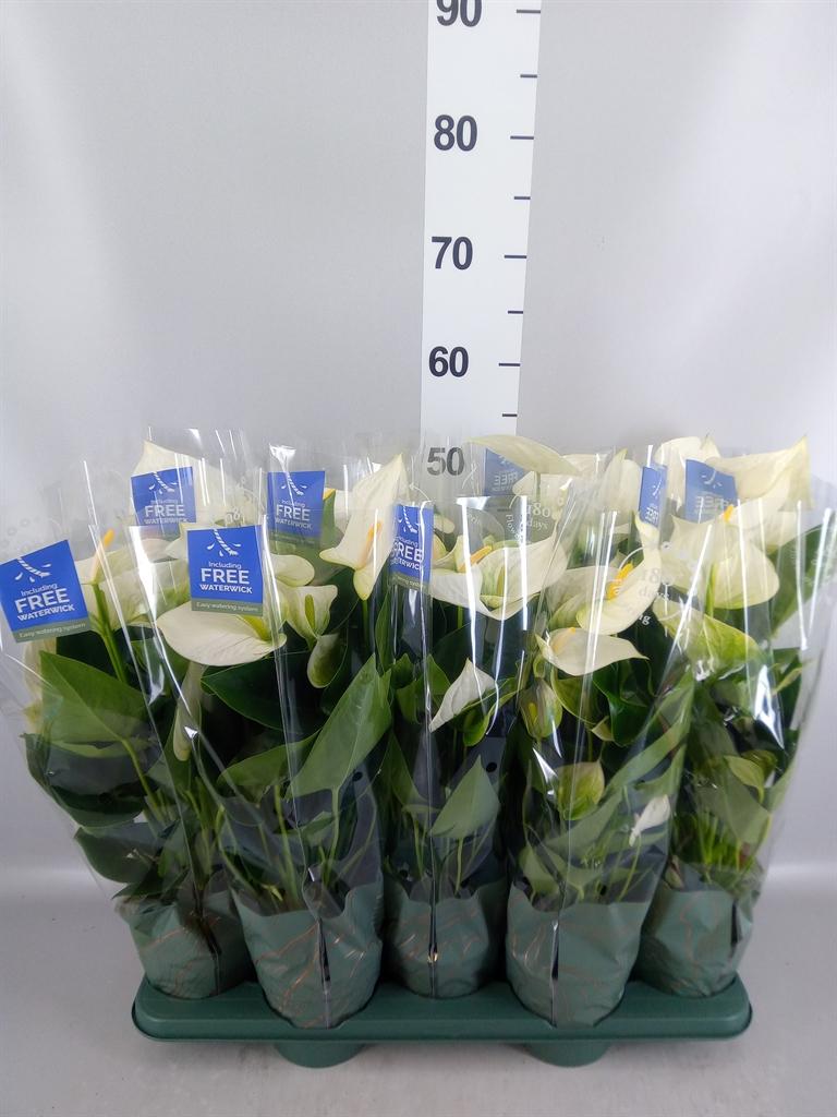 Anthurium Karma White