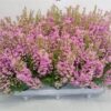 Erica gracilis Beauty Queen Sofie
