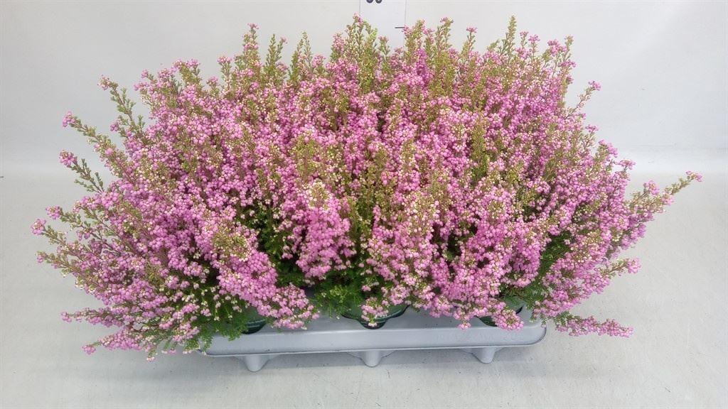 Erica gracilis Beauty Queen Sofie
