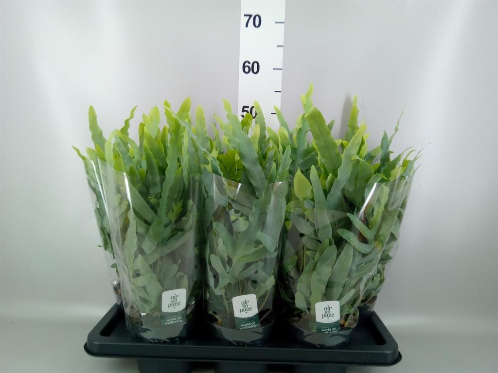 Phlebodium aureum 'Blue Star'