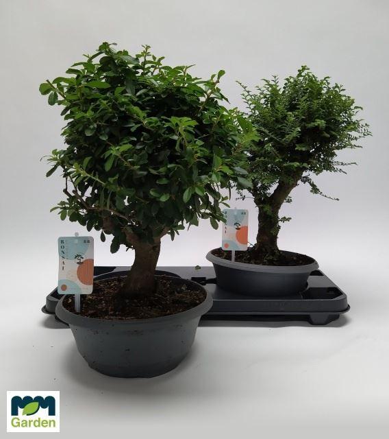 Bonsai gemengd