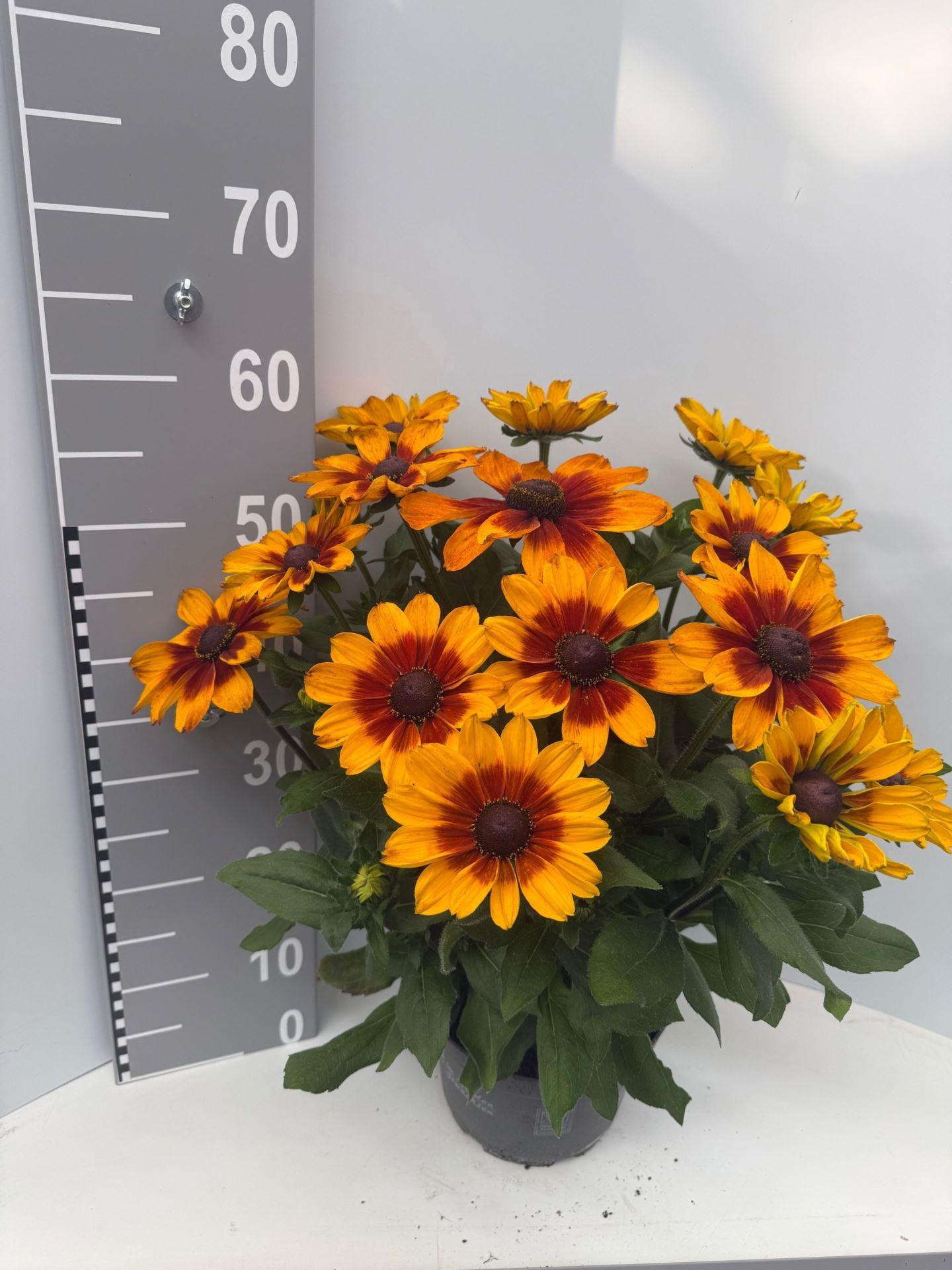 Rudbeckia hirta Sunbeckia other
