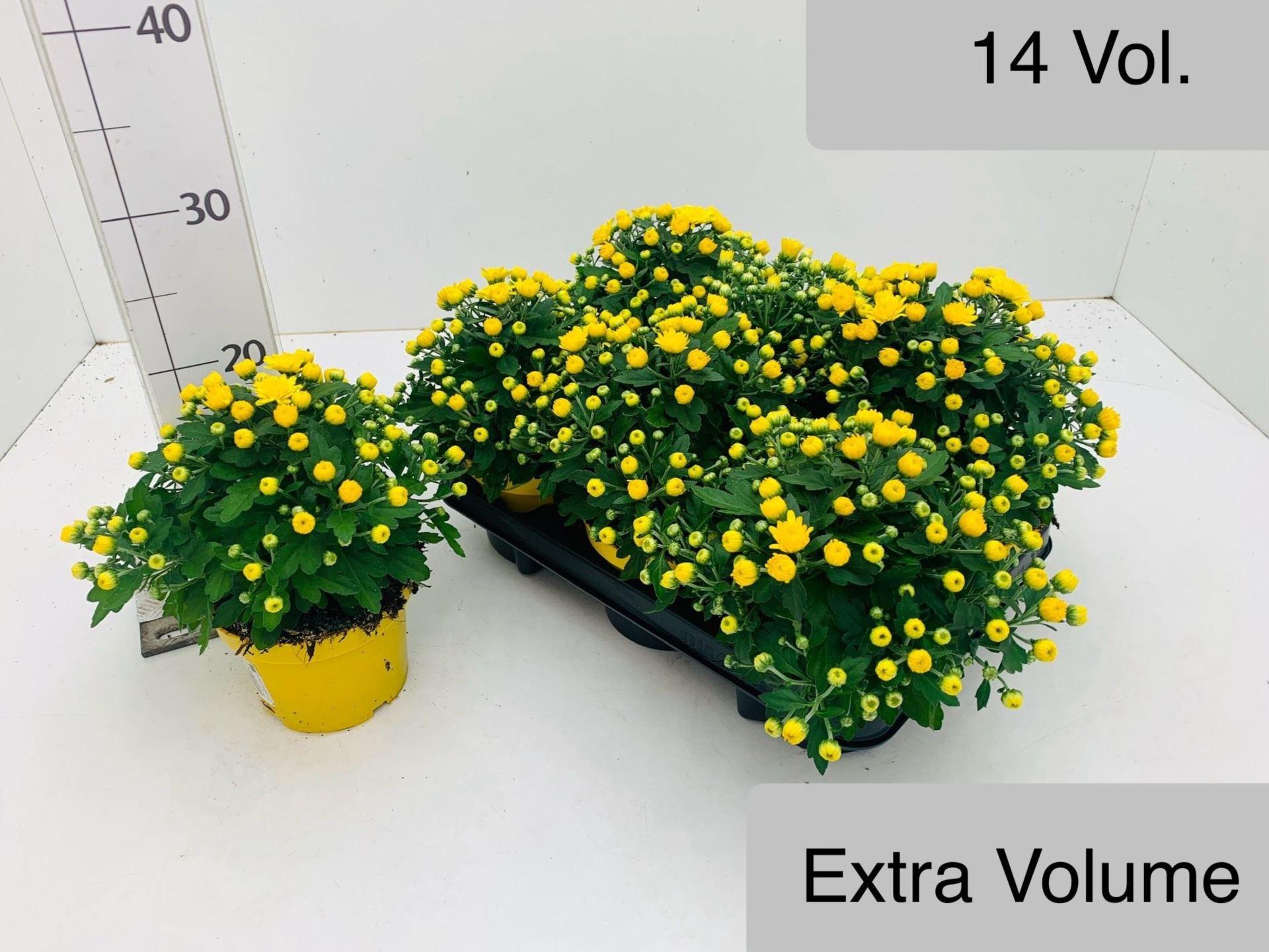 Chrysanthemum (Indicum Grp) Belgian Mums Soul Sister Yellow